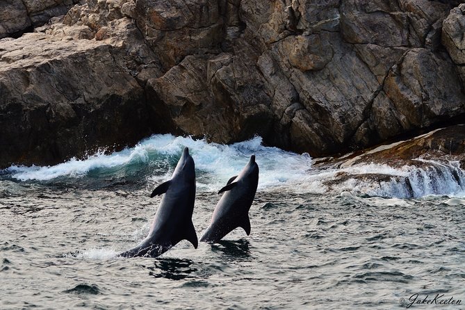 Whale, Dolphin & Penguin Island Cruise - Setting out from Port Elizabeth Harbour at 8 a.m.