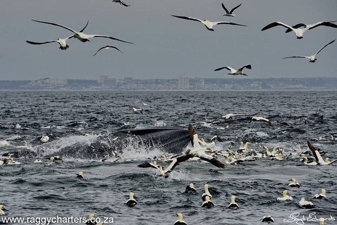 Whale, Dolphin & Penguin Island Cruise - Dolphins all year, from small pods to huge groups