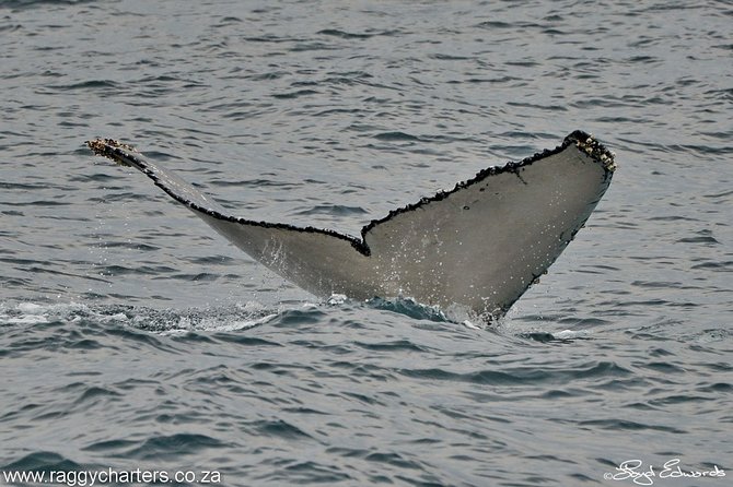 Whale, Dolphin & Penguin Island Cruise - St. Croix Island and the African penguins