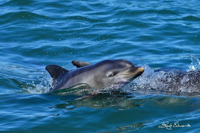 Whale, Dolphin & Penguin Island Cruise - Seals, seabirds, and the surprise sightings