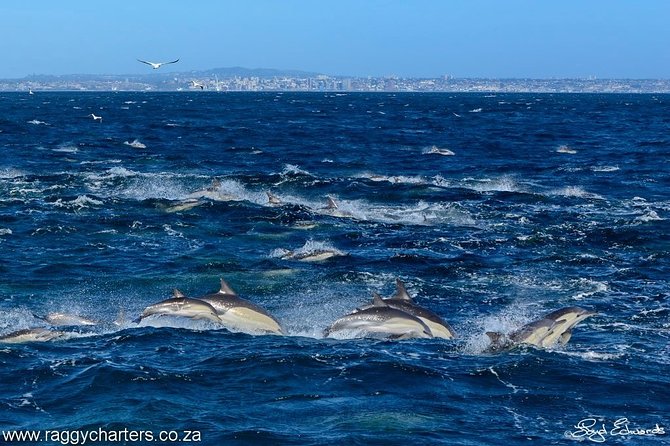 Whale, Dolphin & Penguin Island Cruise - What the four hours feel like