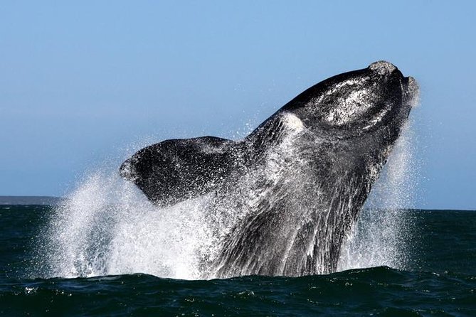 Whale Watching from Gansbaai - Key points before you book