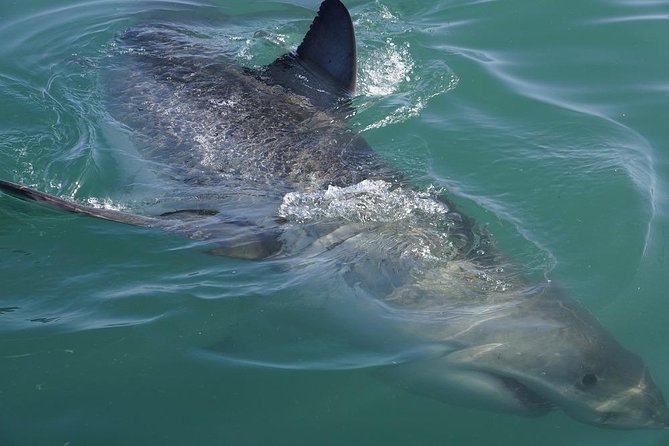 Whale Watching from Gansbaai - A small boat with room to watch