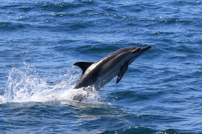 Whale Watching from Gansbaai - Is $112.15 a fair price?