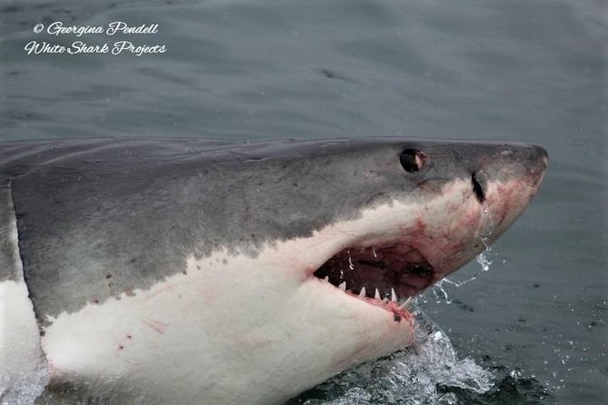 Whale Watching from Gansbaai - Who will enjoy this Gansbaai whale trip?