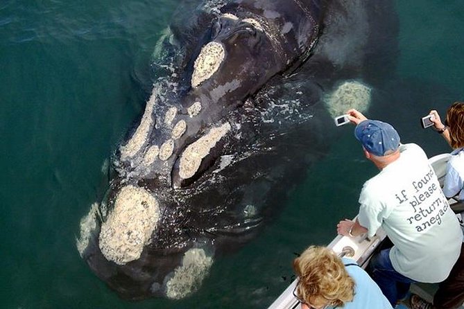 Whale Watching from Gansbaai - Two hours with Southern right whales