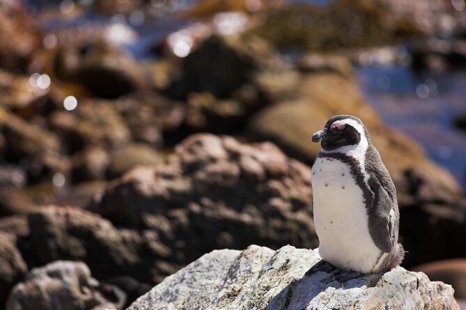 Whale Watching Hermanus - Boat base - Key points to know before booking