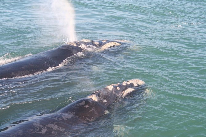 Whale Watching Hermanus - Boat base - Leaving Cape Town for Hermanus at 10:00 am