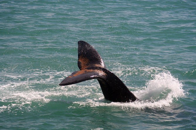 Whale Watching Hermanus - Boat base - What the boat ride feels like in poor weather