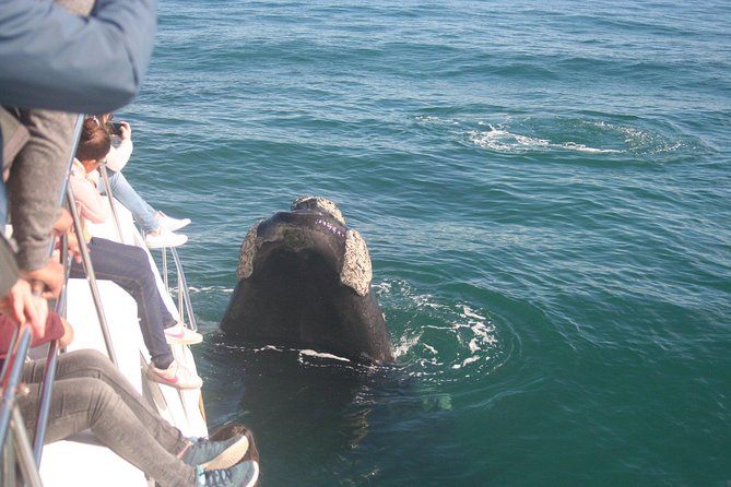 Whale Watching Hermanus - Boat base - Time to explore Hermanus after the water