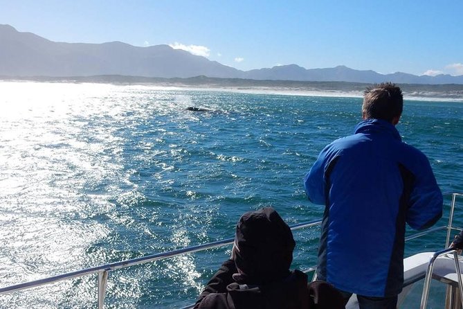 Whale Watching Hermanus - Boat base - Is the $228.37 price good value?