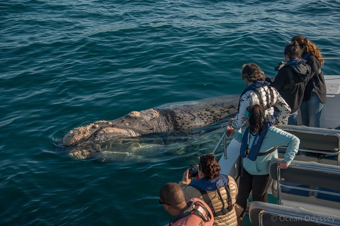 Whale Watching Knysna - Close Encounter Experience Ocean Odyssey - Checking in at Thesen Island