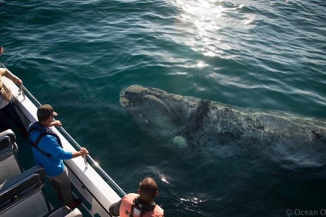 Whale Watching Knysna - Close Encounter Experience Ocean Odyssey - Dolphins, seals, and the smaller signs of life