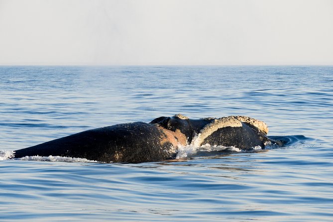 Whale Watching Knysna - Close Encounter Experience Ocean Odyssey - What the commentary adds