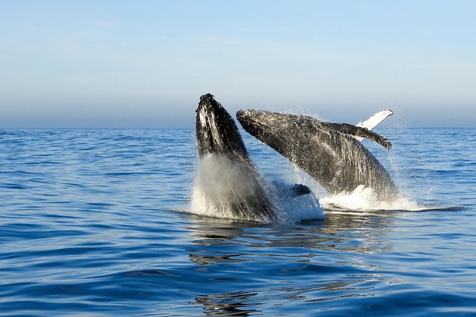 Whale Watching Knysna - Close Encounter Experience Ocean Odyssey - Weather cancellations and booking flexibility