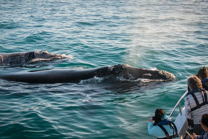 Whale Watching Knysna - Close Encounter Experience Ocean Odyssey - Searching for southern right and humpback whales