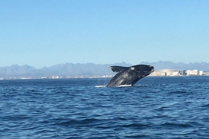 Whale Watching Tour from Cape Town - Key points at a glance