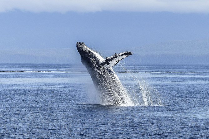 Whale Watching Tour from Cape Town - Why Hermanus is the focus of the day