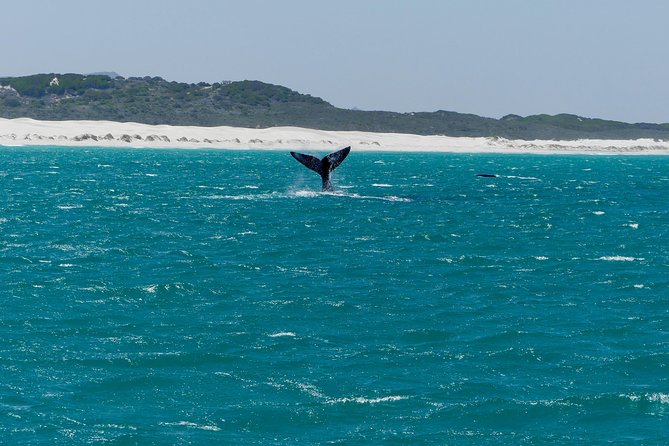 Whale Watching Tour from Cape Town - Harold Porter Botanical Garden and Fernkloof Nature Reserve