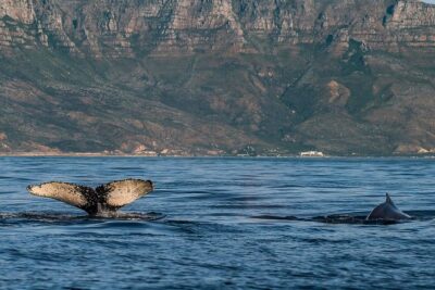 Whale Watching Tour from Cape Town