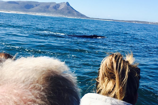 Whale Watching Tour in Hermanus with Hotel Pickup - From Cape Town to Hermanus by private car
