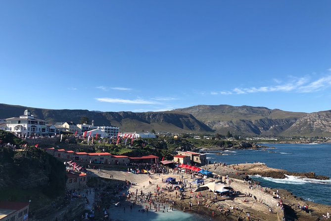 Whale Watching Tour in Hermanus with Hotel Pickup - Betty’s Bay penguins as an optional second wildlife stop