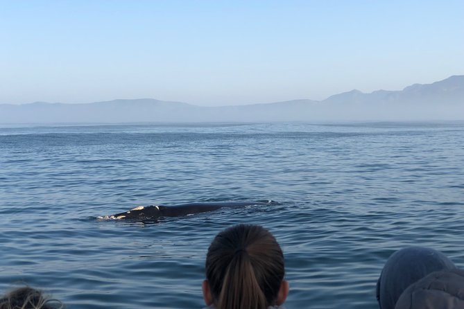 Whale Watching Tour in Hermanus with Hotel Pickup - A guide-led day rather than a simple transfer