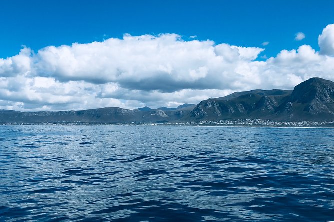 Whale Watching Tour in Hermanus with Hotel Pickup - Is $215.84 per person fair value?