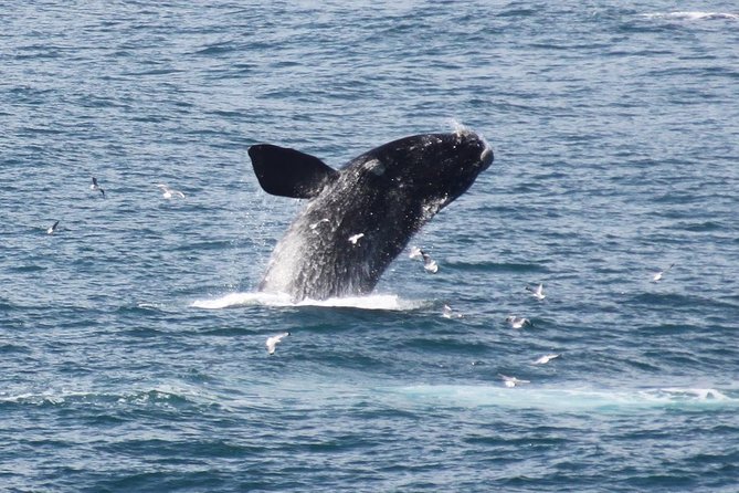 Whale Watching Walking Tours (Land-Based) - from JUNE 2025 - Key points about the Hermanus whale walk