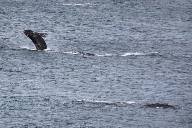 Whale Watching Walking Tours (Land-Based) - from JUNE 2025 - Why a land-based whale tour makes sense