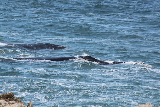 Whale Watching Walking Tours (Land-Based) - from JUNE 2025 - Who should book this Hermanus experience?