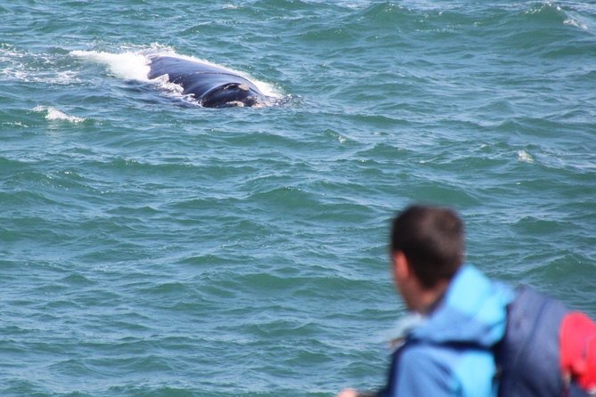 Whale Watching Walking Tours (Land-Based) - from JUNE 2025 - Practical timing and meeting details