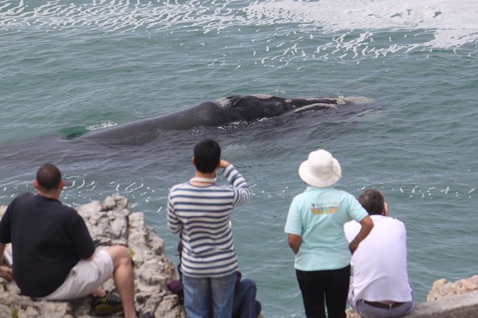 Whale Watching Walking Tours (Land-Based) - from JUNE 2025 - Starting with The Whale House Museum