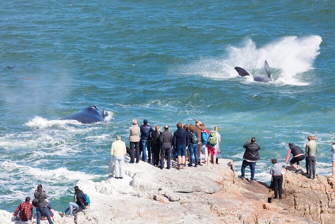 Whale Wonders: Majestic Marine Adventures in Hermanus - What the guides add to the experience