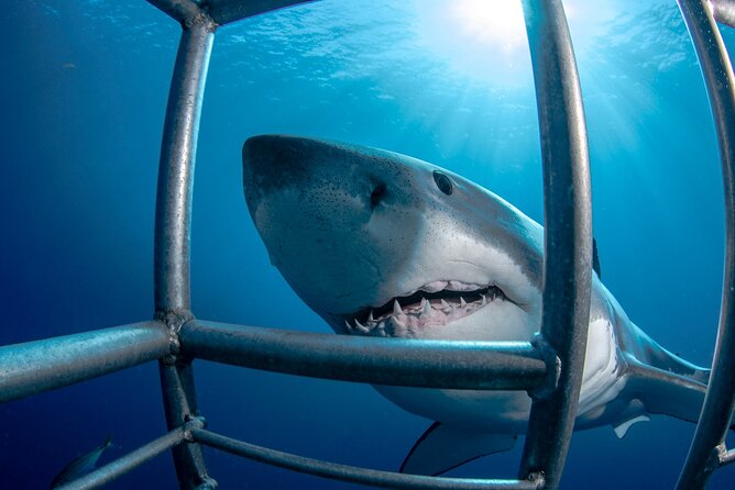 White Shark Cage Full Day Tour in Cape Town - Key points to know before booking