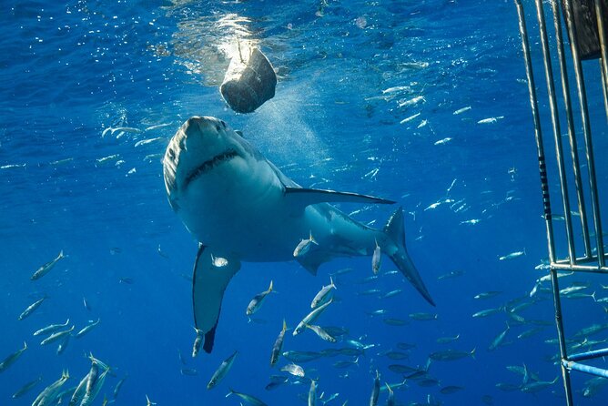 White Shark Cage Full Day Tour in Cape Town - Why this Cape Town shark tour takes all day