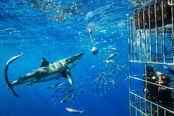 White Shark Cage Full Day Tour in Cape Town - What happens at Gansbaai’s Shark Alley