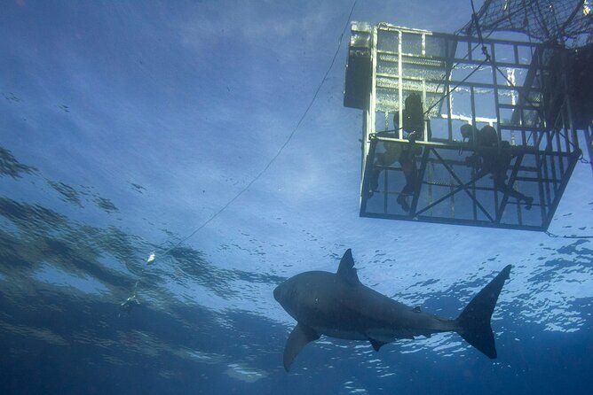 White Shark Cage Full Day Tour in Cape Town - Practical booking advice for the early departure