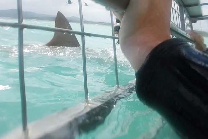White Shark Cage Full Day Tour in Cape Town - The 4:30 a.m. start and breakfast in Gansbaai