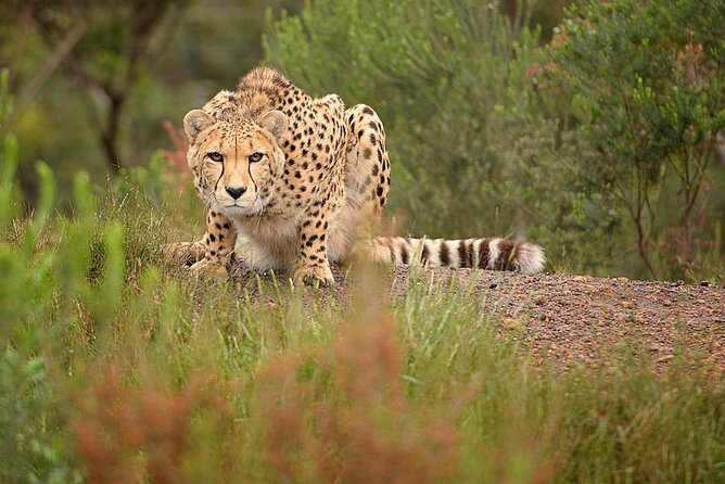 Wild Cat Experience Tour - Key details before you go