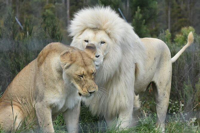 Wild Cat Experience Tour - Why Tenikwa makes a good Garden Route stop