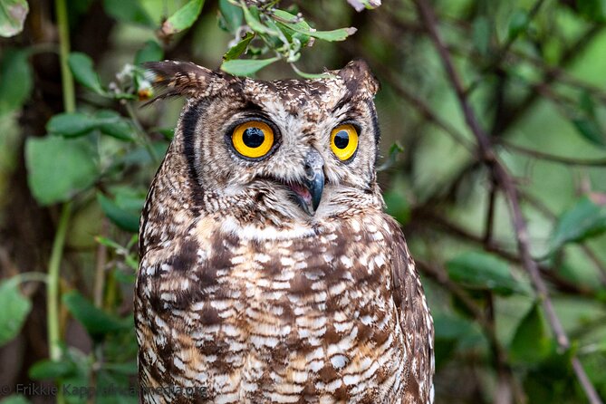 Wild Cat Experience Tour - The smaller cats deserve your attention