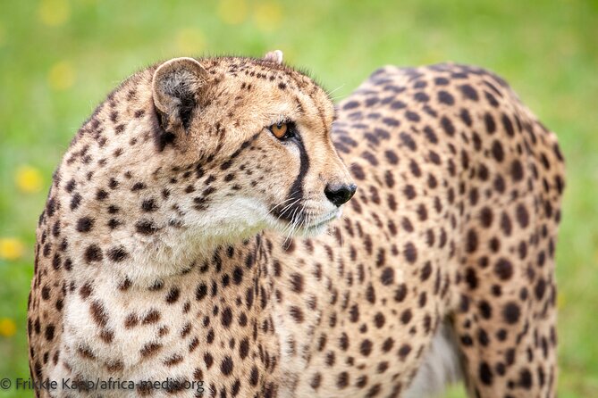 Wild Cat Experience Tour - Lions, leopards, and the limits of close encounters
