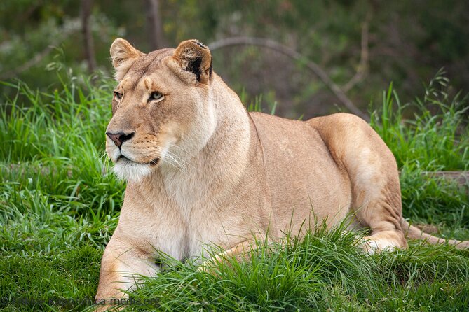 Wild Cat Experience Tour - Penguins, meerkats, and marabou storks add variety