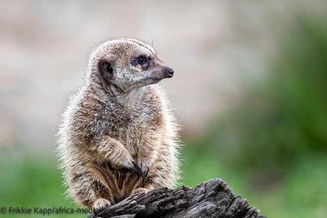 Wild Cat Experience Tour - A guide who adds purpose to the visit
