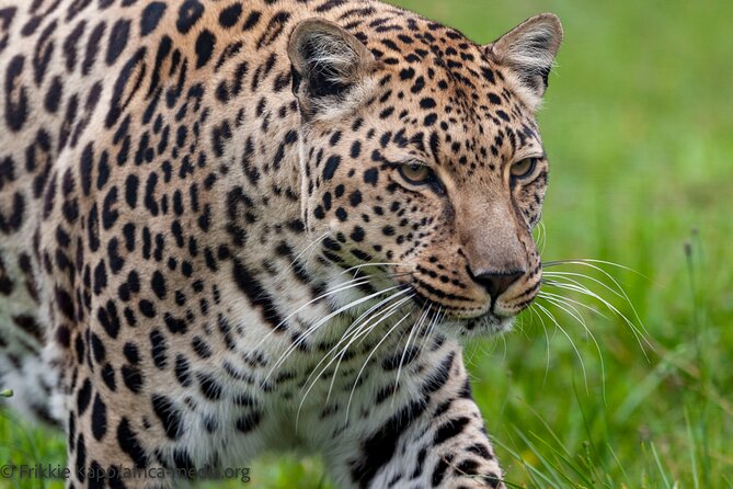 Wild Cat Experience Tour - Is the $22.72 price good value?