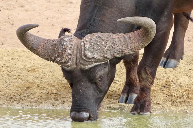Wildlife Safari, Olive, Beer/Wine Tasting Day Tour from Cape Town - Why this Cape Town day trip works