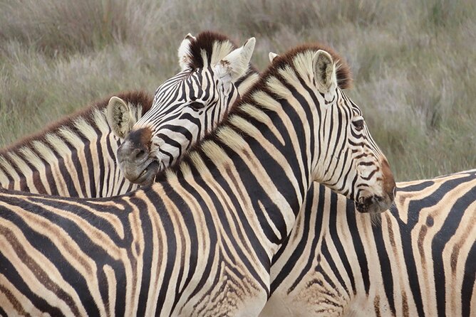 Wildlife Safari, Olive, Beer/Wine Tasting Day Tour from Cape Town - Three hours among the animals at Buffelsfontein