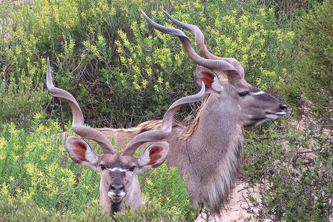 Wildlife Safari, Olive, Beer/Wine Tasting Day Tour from Cape Town - What the $227.87 price really covers