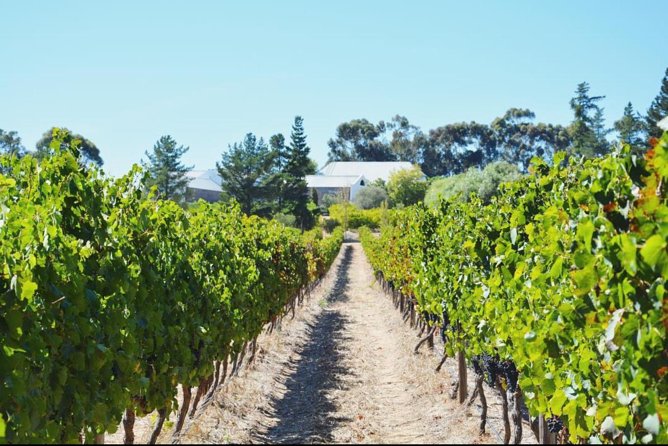 Wine Beer and Biltong Safari - Stellenbosch - The seven-hour pace and group size